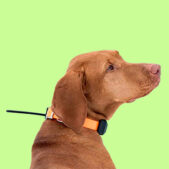 cat_complementos-perros_ok